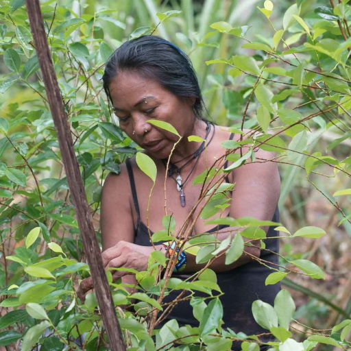 Schamanische Heilreise, Huitoto, Amazonas, Indigene Ahnenheilung, Heilreise, Heilreisen, 