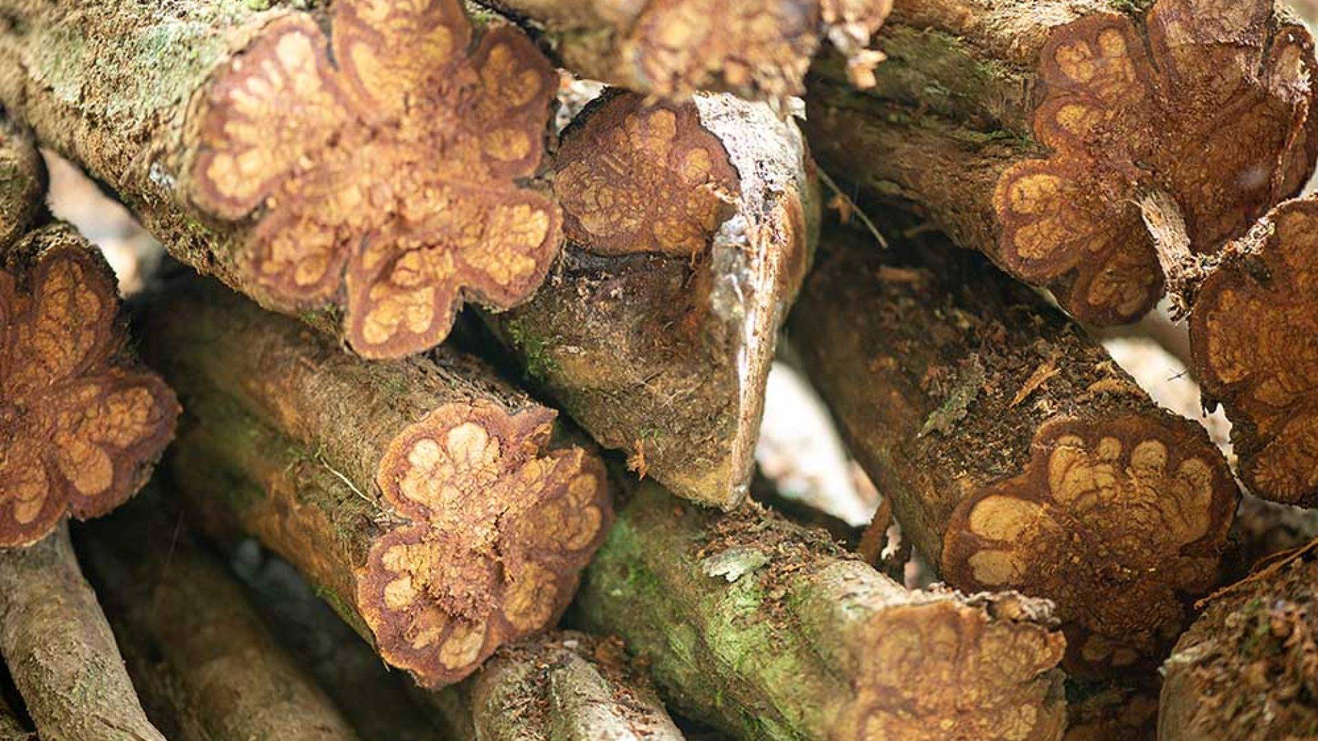 Ayahuasca, Yagé, Pflanzenmedizin, Plant Medicine, Schamanismus, Shamanism, Schamanischer Alchemist, Tiefenpsychologie, Wandel, Transformation, Innere Alchemie